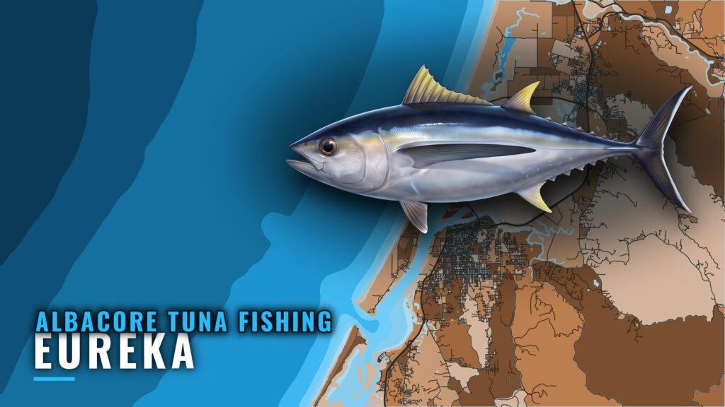 Albacore Tuna Fishing out of Eureka: When, Where and How