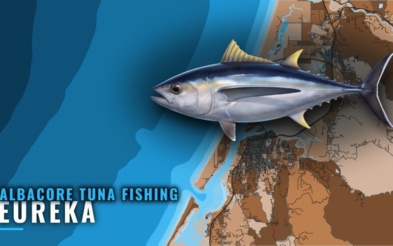 Albacore Tuna Fishing out of Eureka: When, Where and How