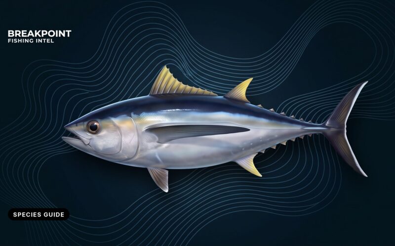 Albacore Tuna Fishing Guide: ID, Water, Methods and Rules