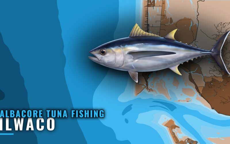 Albacore Tuna Fishing Out of Ilwaco: Season, Boats, Methods
