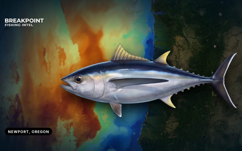 Albacore Tuna Fishing off Newport, Oregon: Bar to Edge