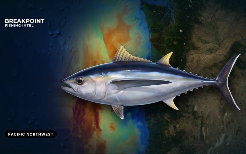 Albacore Tuna Fishing in the Pacific Northwest