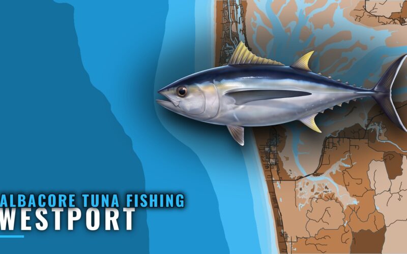 Albacore Tuna Fishing Out of Westport: Runs and Timing