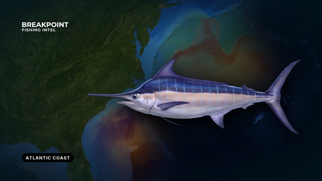Atlantic Billfish and Swordfish Rules for Anglers