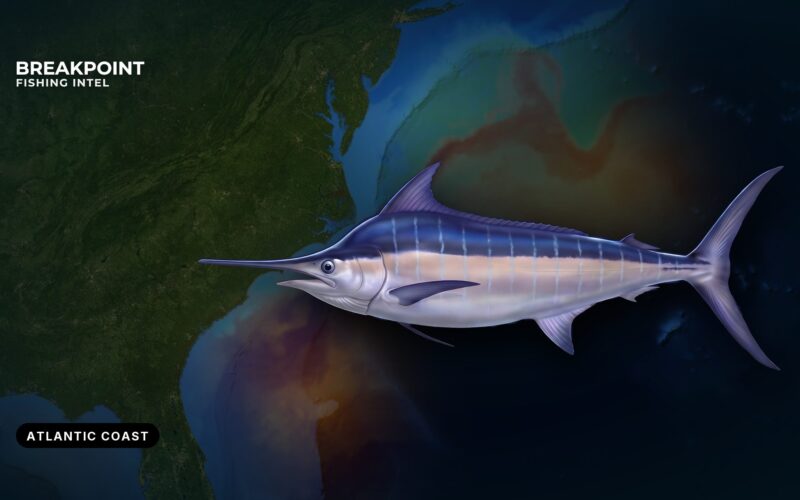 Atlantic Billfish and Swordfish Rules for Anglers