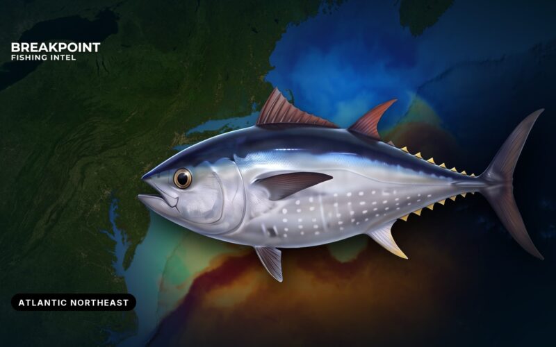 Atlantic Bluefin Tuna Fishing in the Atlantic Northeast