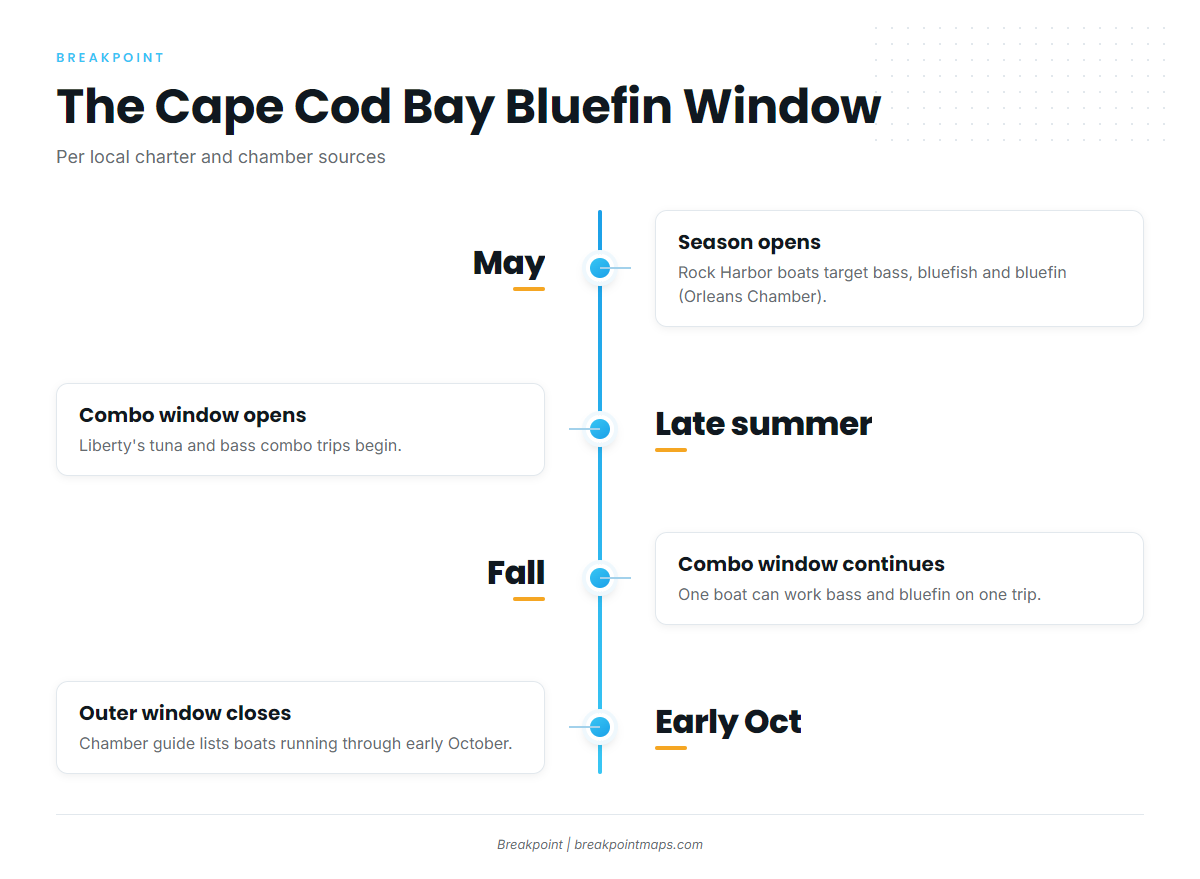 When bluefin are around Cape Cod Bay harbors