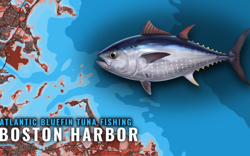Atlantic Bluefin Tuna Fishing Out of Boston Harbor: Grounds