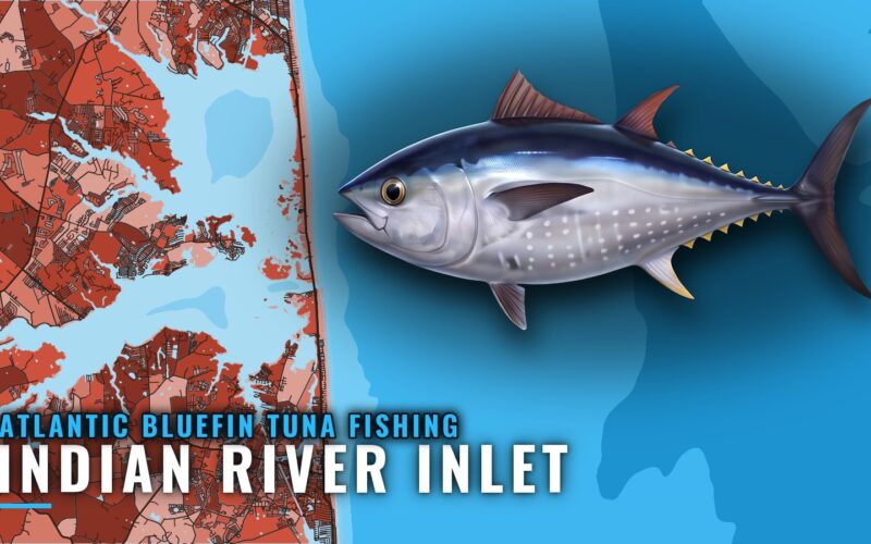 Atlantic Bluefin Tuna Fishing Out of Indian River Inlet, DE