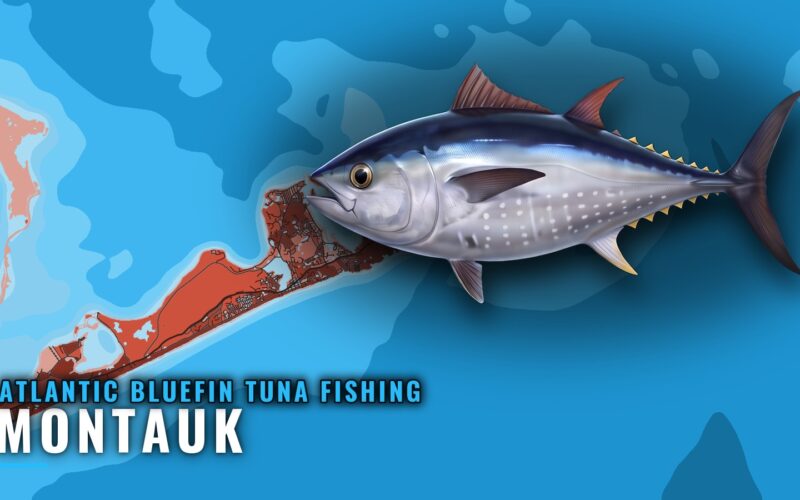 Atlantic bluefin tuna fishing out of Montauk: where to run