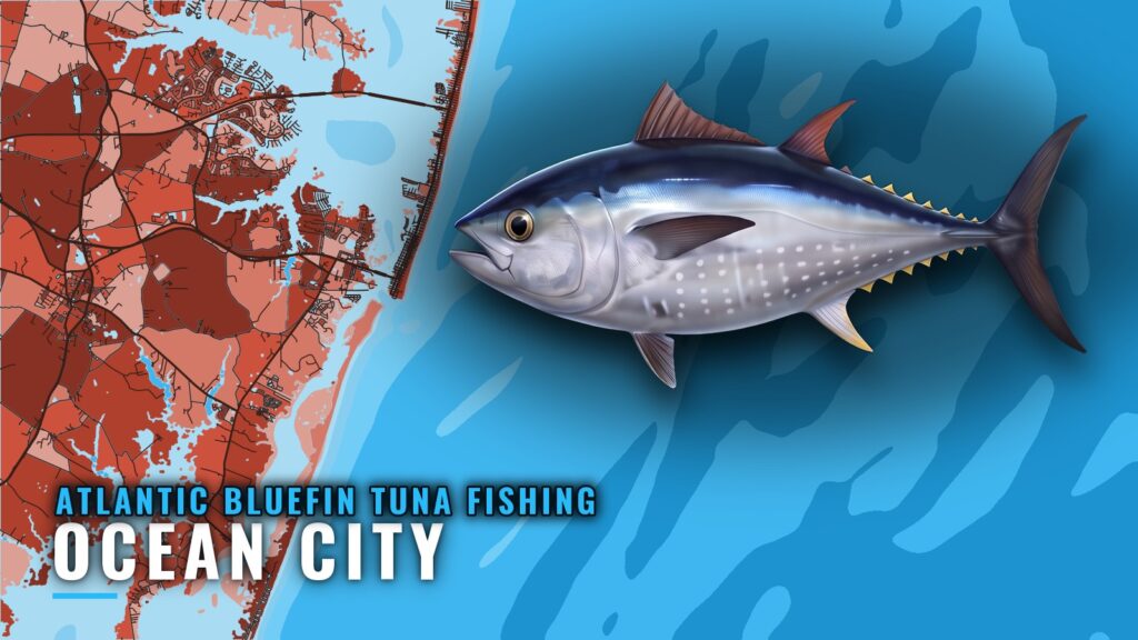 Atlantic Bluefin Tuna Fishing Out of Ocean City, Maryland