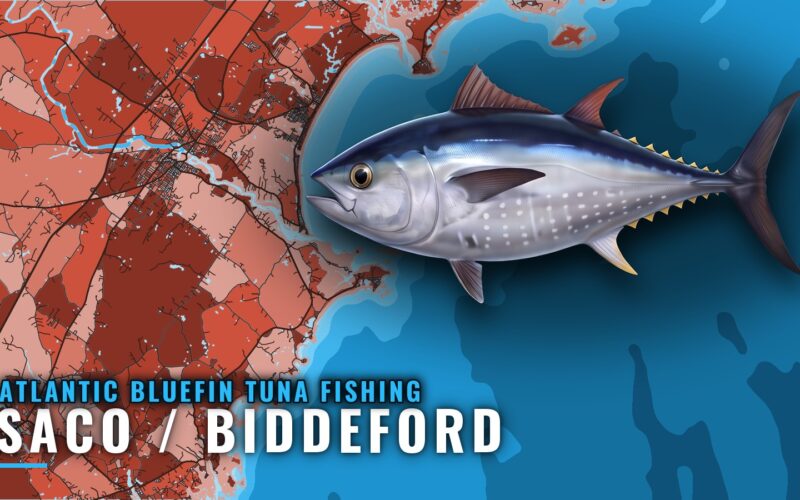 Atlantic Bluefin Tuna Fishing out of Saco / Biddeford, Maine