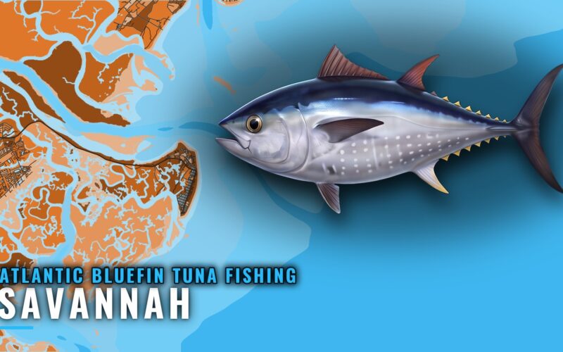 Atlantic Bluefin Tuna Fishing Out of Savannah: Where to Run