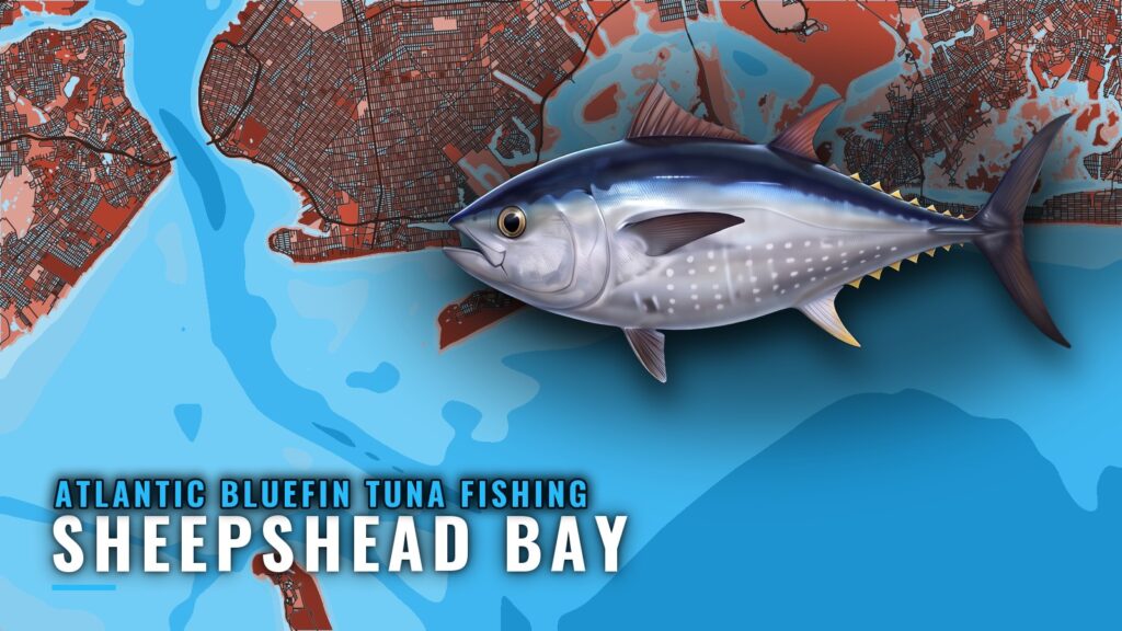 Atlantic Bluefin Tuna Fishing Out of Sheepshead Bay, NY