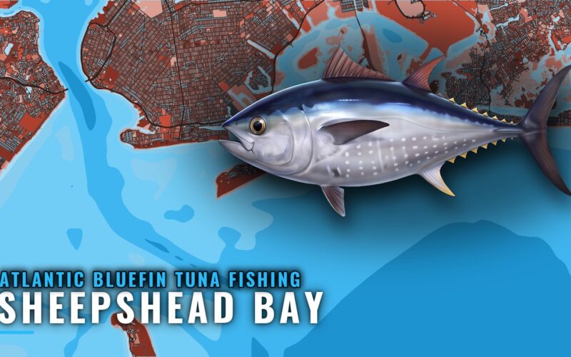 Atlantic Bluefin Tuna Fishing Out of Sheepshead Bay, NY