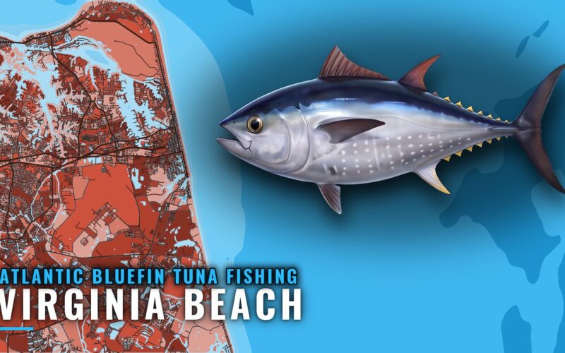 Atlantic Bluefin Tuna Fishing Out of Virginia Beach: Winter
