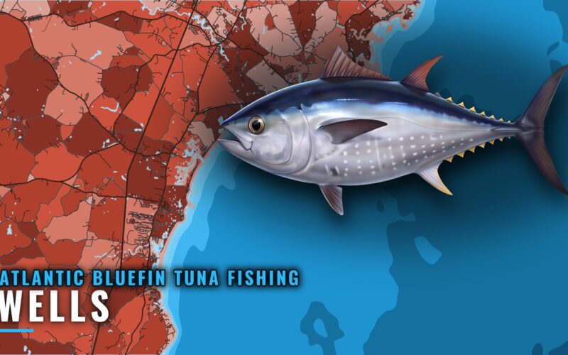 Atlantic Bluefin Tuna Fishing Out of Wells, Maine