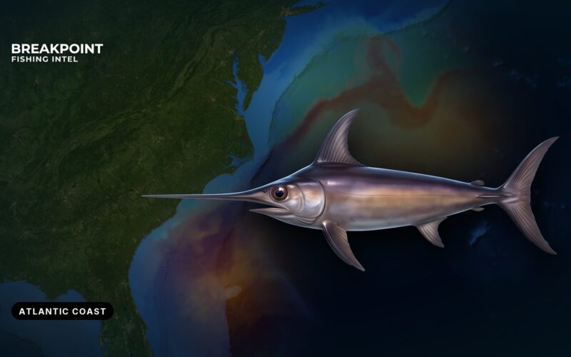 Atlantic HMS Permits and Reporting for Recreational Anglers
