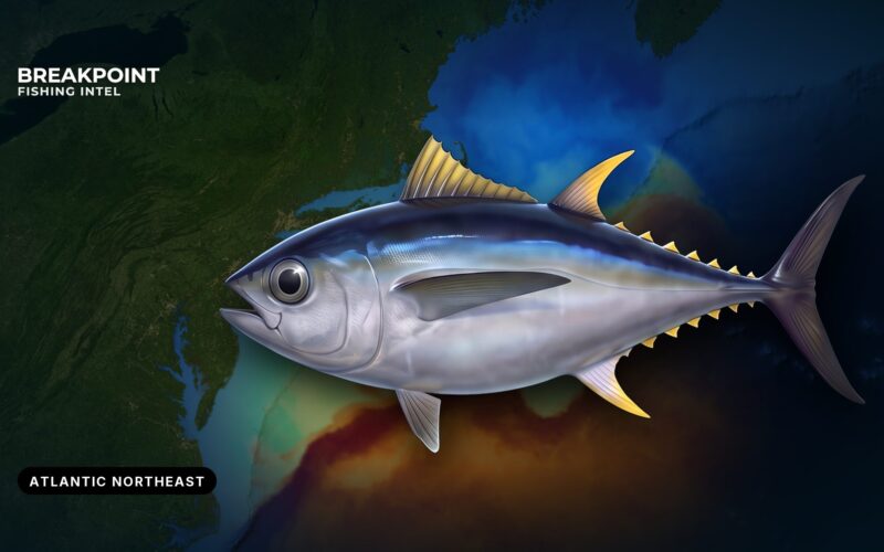 Bigeye Tuna Fishing in the Atlantic Northeast: Canyon Guide