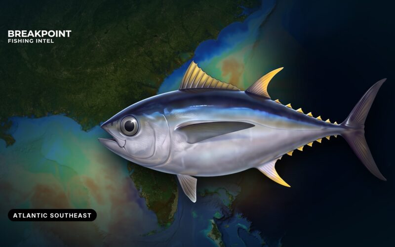 Bigeye Tuna Fishing in the Atlantic Southeast: Field Guide