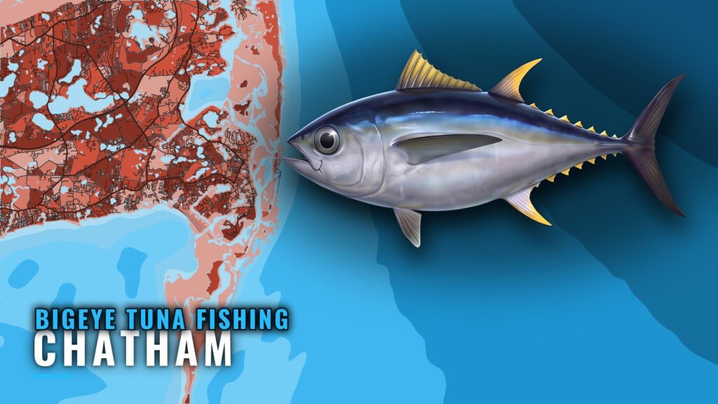 Bigeye Tuna Fishing Out of Chatham: Canyons and Marks