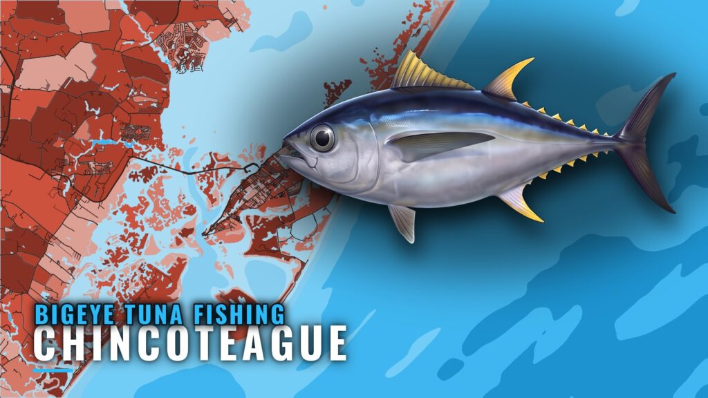 Bigeye Tuna Fishing Out of Chincoteague: Grounds and Runs