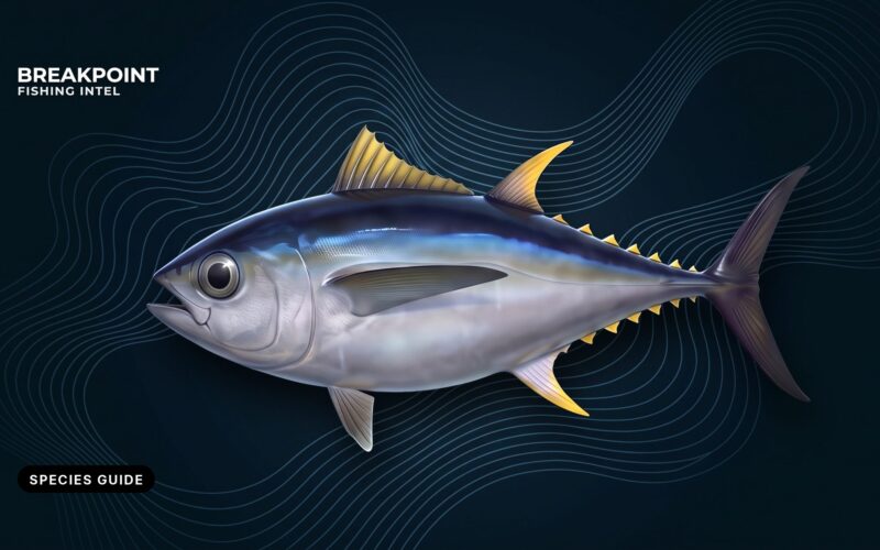Bigeye Tuna Fishing Guide: ID, Range, Tactics and Rules