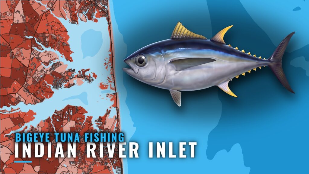 Bigeye Tuna Fishing Out of Indian River Inlet, Delaware