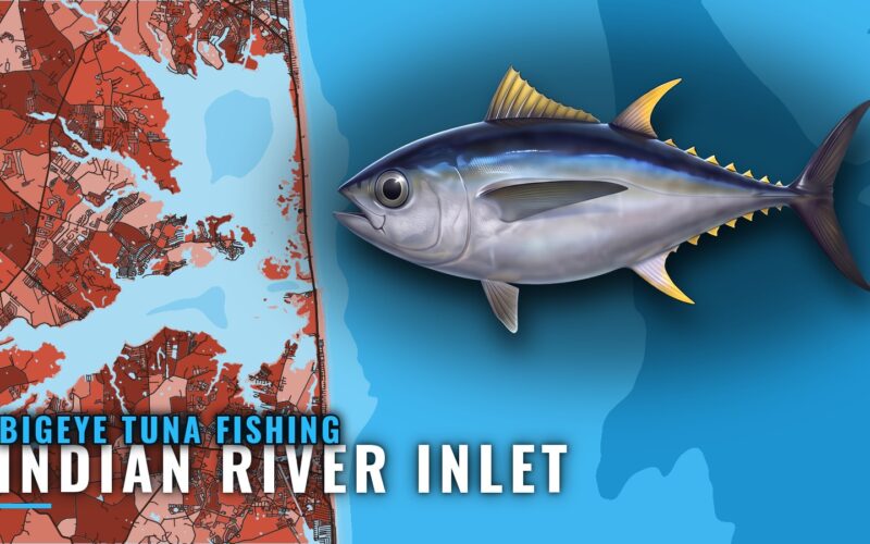 Bigeye Tuna Fishing Out of Indian River Inlet, Delaware