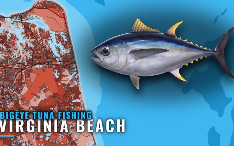 Bigeye Tuna Fishing Out of Virginia Beach: Run and Grounds
