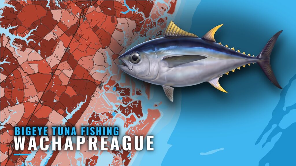 Bigeye Tuna Fishing Out of Wachapreague: Season and Grounds