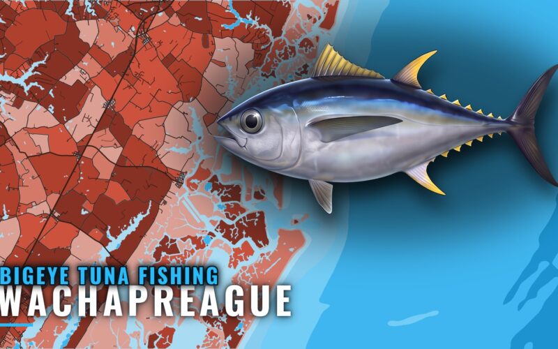 Bigeye Tuna Fishing Out of Wachapreague: Season and Grounds