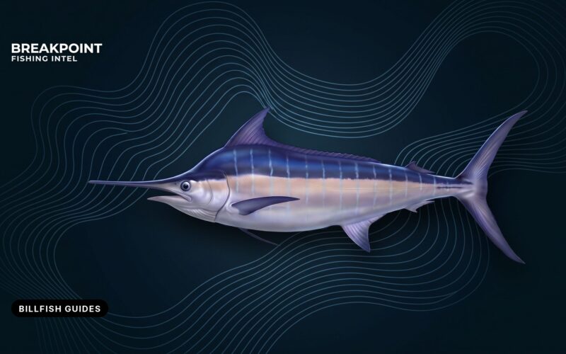 Billfish and Swordfish Fishing Guides: Compare and Identify