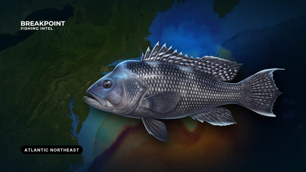 Black Sea Bass Fishing in the Atlantic Northeast