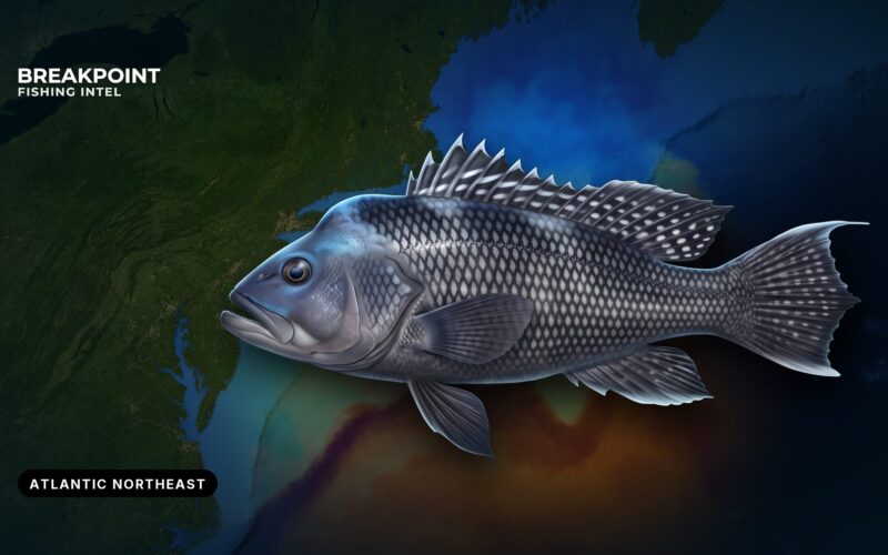 Black Sea Bass Fishing in the Atlantic Northeast