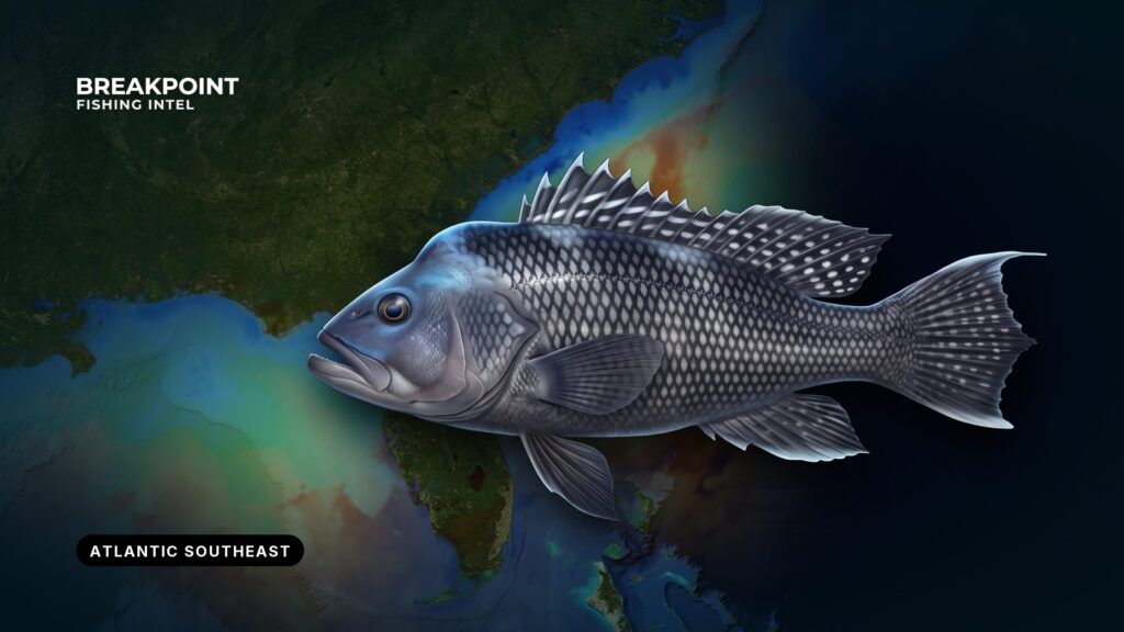 Black Sea Bass Fishing in the Atlantic Southeast: A Guide