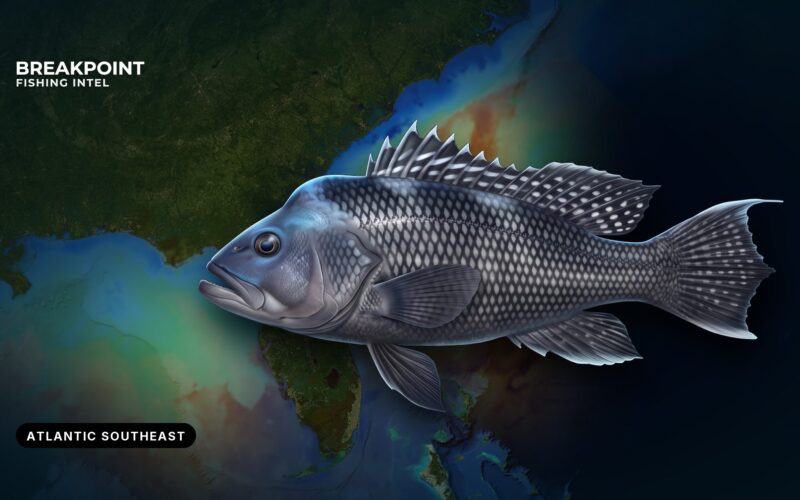 Black Sea Bass Fishing in the Atlantic Southeast: A Guide