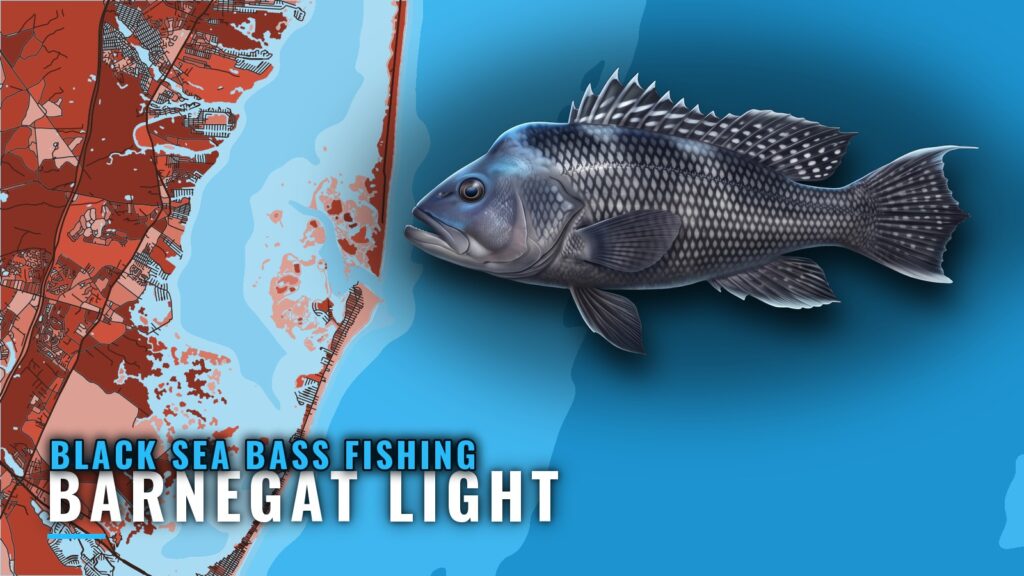 Black sea bass fishing out of Barnegat Light, by the numbers