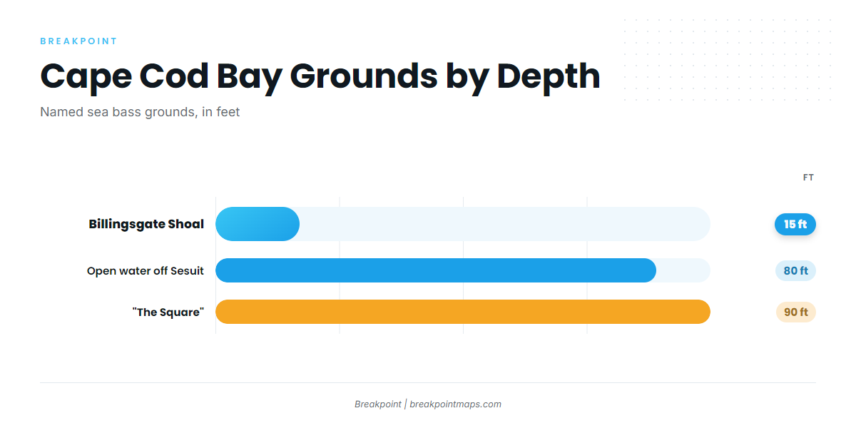 Grounds and structure that hold sea bass in Cape Cod Bay