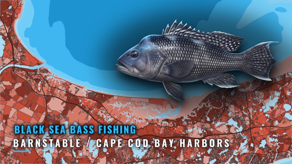 Black Sea Bass Fishing Out of Barnstable and Cape Cod Bay