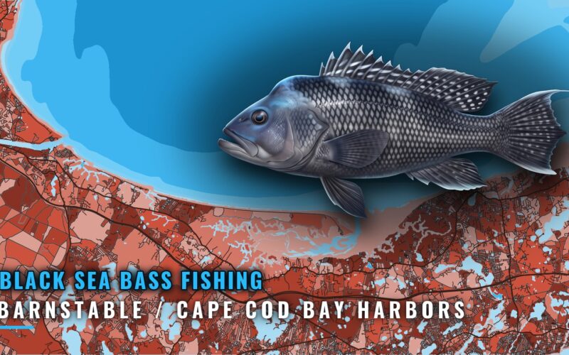 Black Sea Bass Fishing Out of Barnstable and Cape Cod Bay