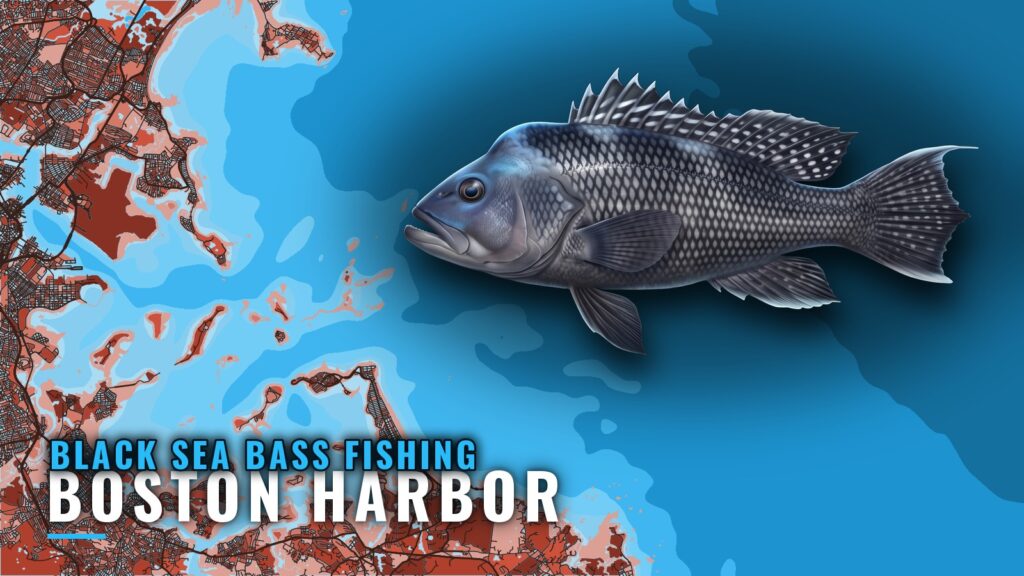Black Sea Bass Fishing Out of Boston Harbor: Port Brief