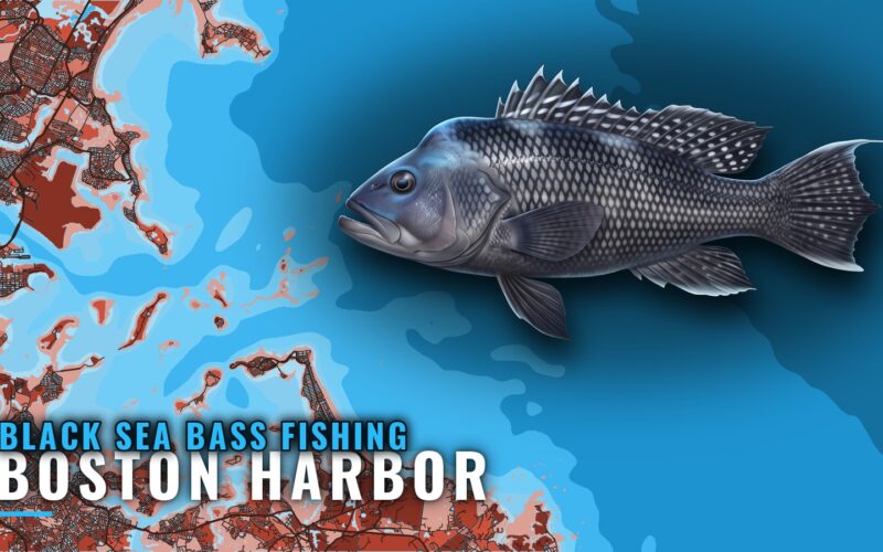 Black Sea Bass Fishing Out of Boston Harbor: Port Brief