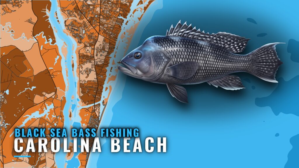 Black Sea Bass Fishing Out of Carolina Beach, NC