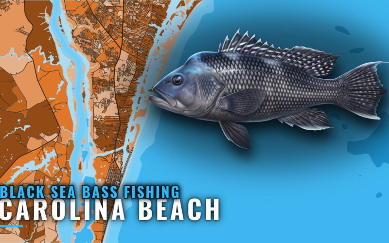 Black Sea Bass Fishing Out of Carolina Beach, NC