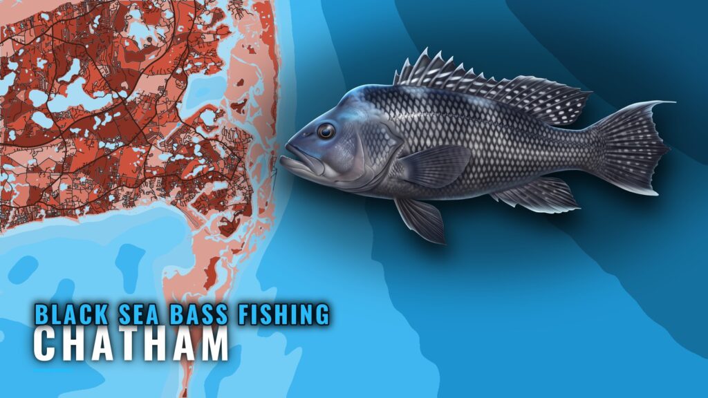 Black Sea Bass Fishing out of Chatham: Grounds and Rigs