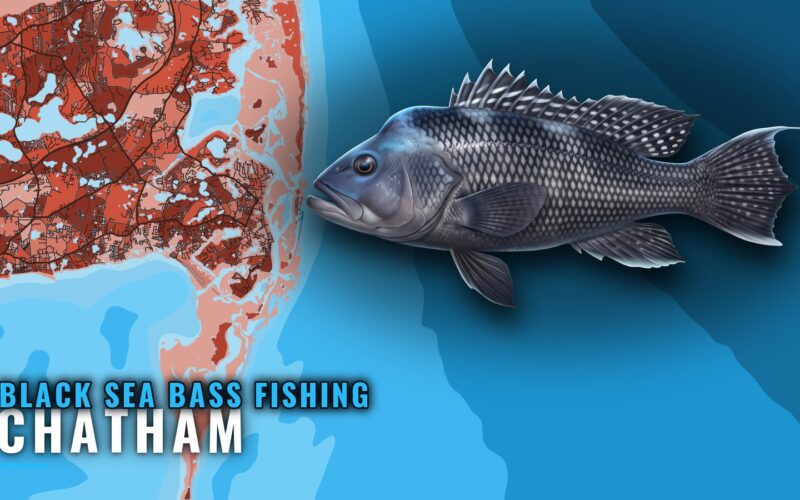 Black Sea Bass Fishing out of Chatham: Grounds and Rigs