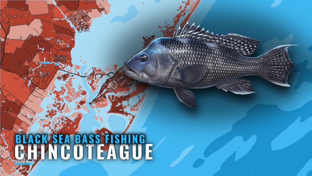 Black Sea Bass Fishing Out of Chincoteague: Where Boats Run