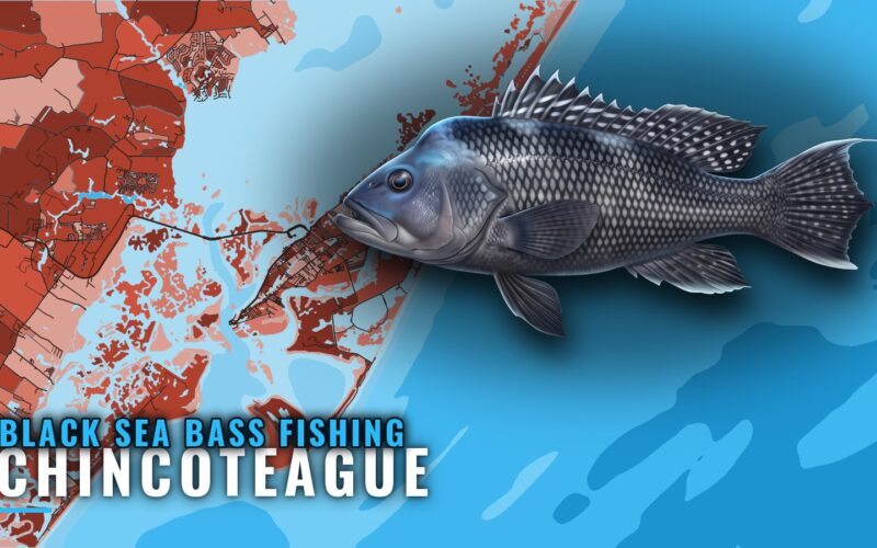 Black Sea Bass Fishing Out of Chincoteague: Where Boats Run