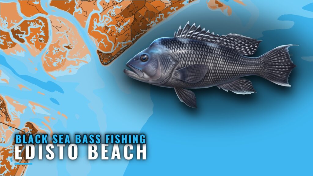 Black Sea Bass Fishing Out of Edisto Beach: Where to Run